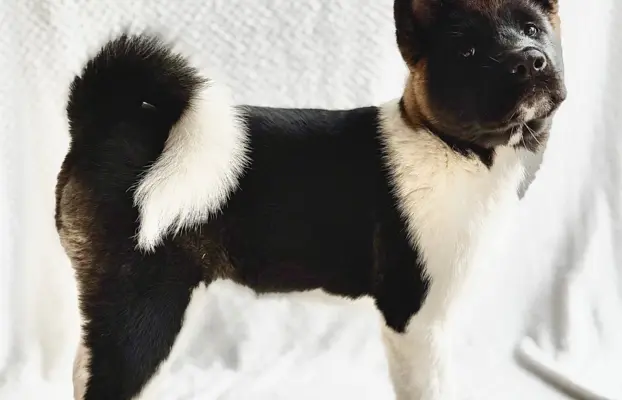 Akita Amerykańska suczka Atena 7