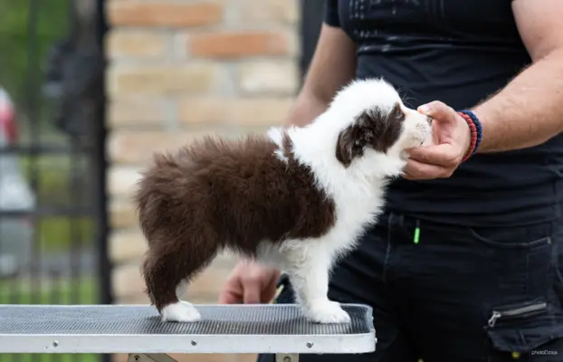 Border Collie – Piękne szczenięta 2