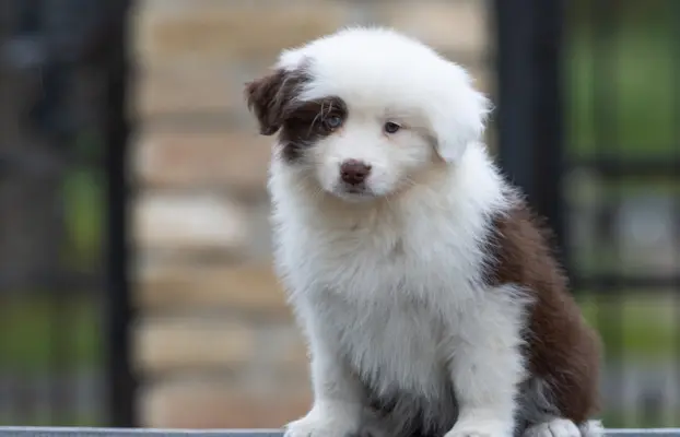 Border Collie – Piękne szczenięta 3