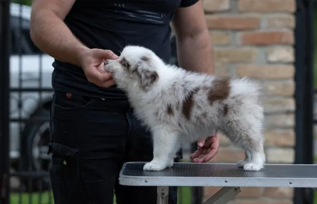 Border Collie – Piękne szczenięta 4
