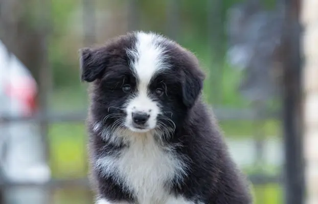 Border Collie – Piękne szczenięta 1
