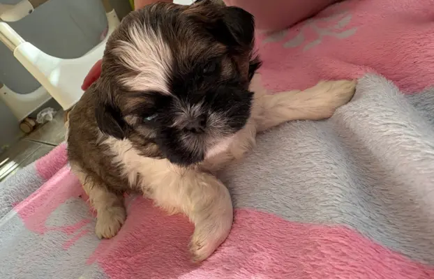 Sunia „Bella” rasy shih tzu z rodowodem 1