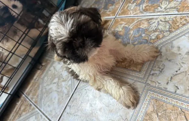 Sunia „Bella” rasy shih tzu z rodowodem 2