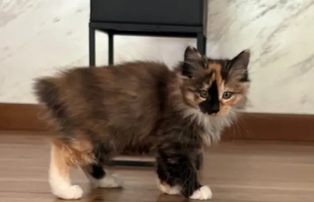 Kurylski Bobtail gotowe do odbioru. 3