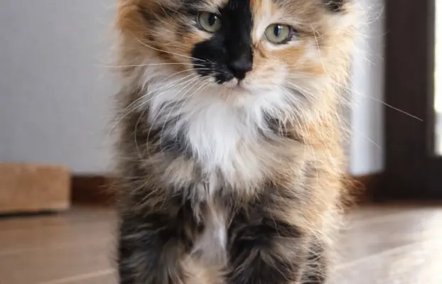 Kurylski Bobtail gotowe do odbioru. 1