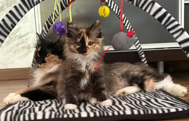 Kurylski Bobtail gotowe do odbioru. 4
