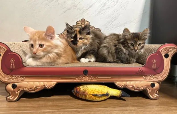 Kurylski Bobtail gotowe do odbioru. 2