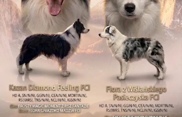 Szczeniak Border Collie FCI/ ZKwP 4