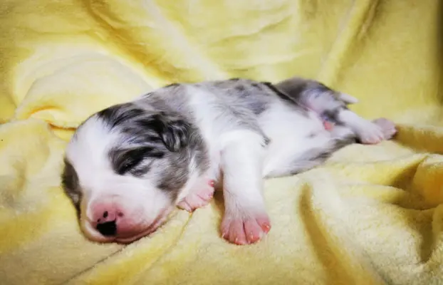 Szczeniak Border Collie FCI/ ZKwP 3
