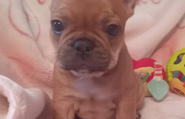Buldog francuski 2