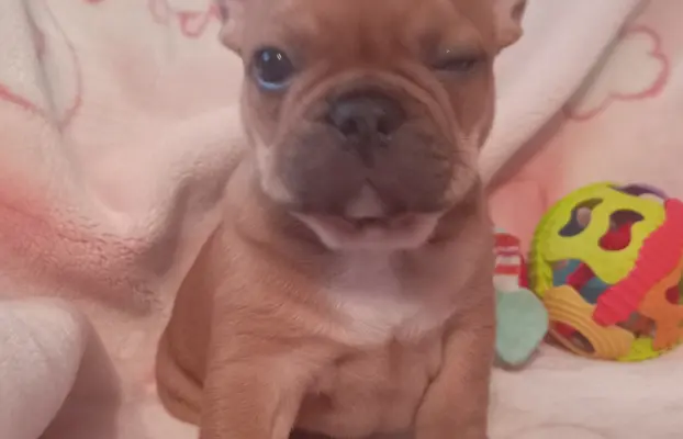 Buldog francuski 4