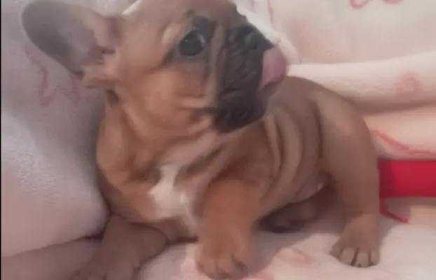 Buldog francuski 5