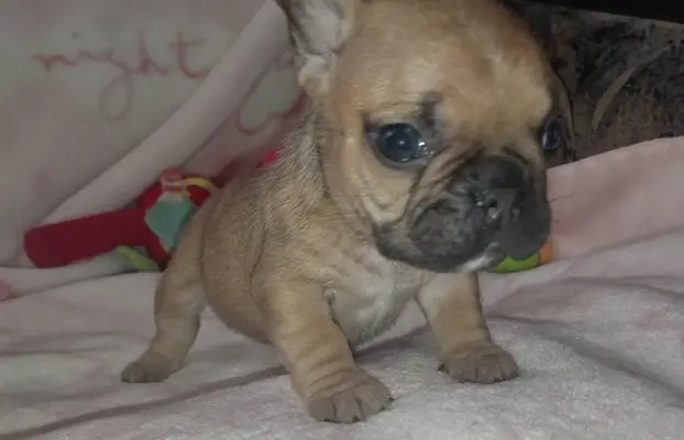 Buldog francuski 6