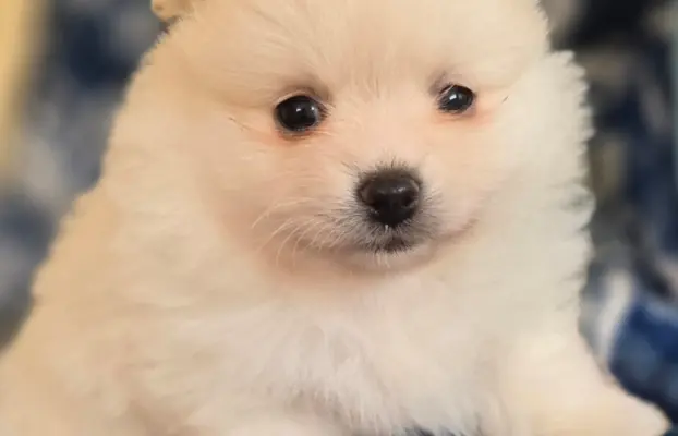 Szpic miniaturowy,pomeranian suczka 1