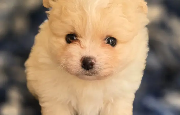 Szpic miniaturowy,pomeranian suczka 2