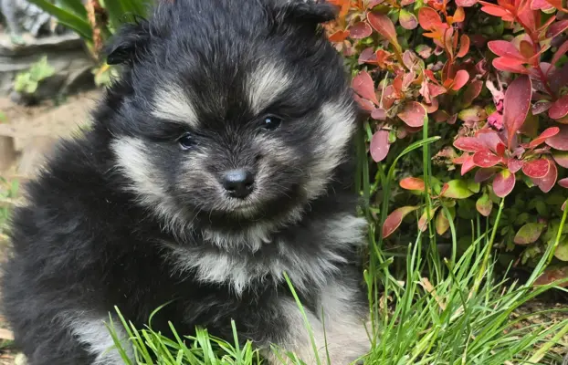 Szpic miniaturowy,pomeranian suczka 3