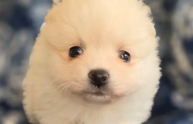 Szpic miniaturowy,pomeranian suczka 4