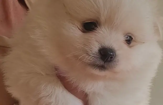Szpic miniaturowy,pomeranian suczka 5
