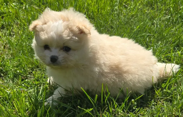 Szpic miniaturowy,pomeranian suczka 6