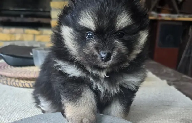 Szpic miniaturowy,pomeranian suczka 7