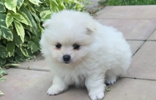 Szpic miniaturowy,pomeranian suczka 8