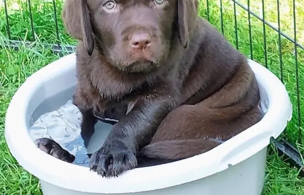 Labrador czekoladowy szczenię 10