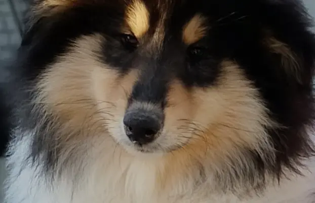 Owczarek szkocki collie długowłosy 1