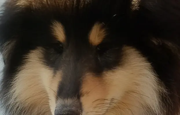 Owczarek szkocki collie długowłosy 2