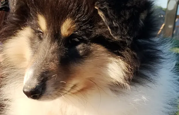 Owczarek szkocki collie długowłosy 3