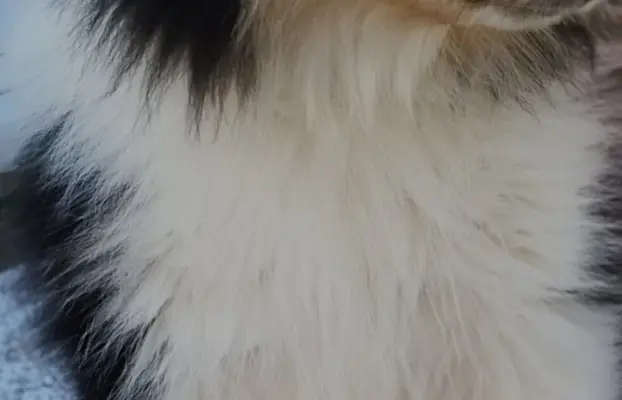 Owczarek szkocki collie długowłosy 4
