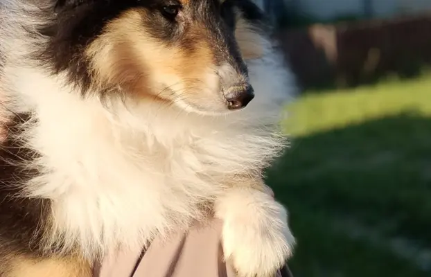 Owczarek szkocki collie długowłosy 5