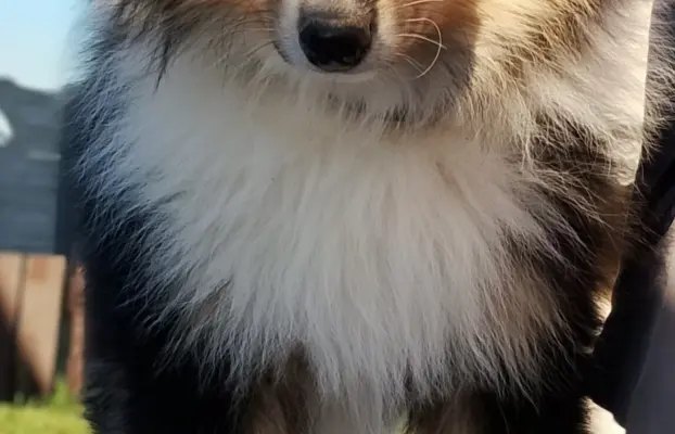 Owczarek szkocki collie długowłosy 7