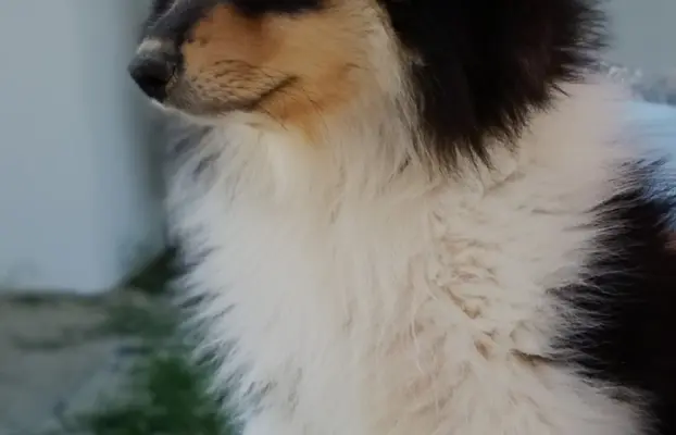 Owczarek szkocki collie długowłosy 8