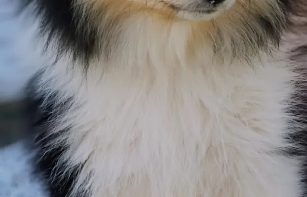 Owczarek szkocki collie długowłosy 6