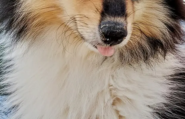 Owczarek szkocki collie długowłosy 9