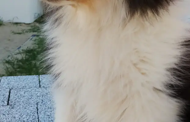 Owczarek szkocki collie długowłosy 10