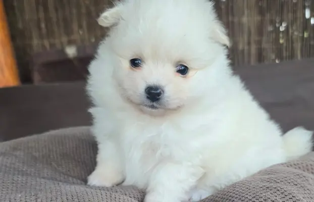 Szpic miniaturowy,pomeranian suczka 9