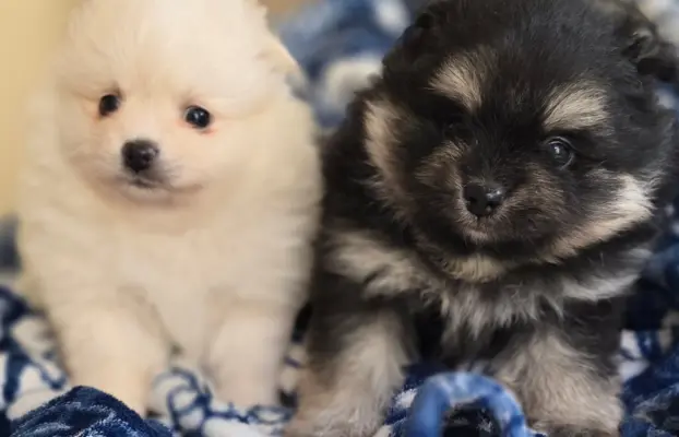 Szpic miniaturowy,pomeranian suczka 1