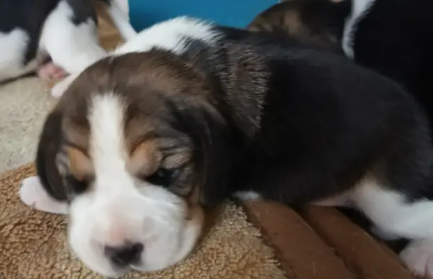 Beagle tricolor ZKwP 2