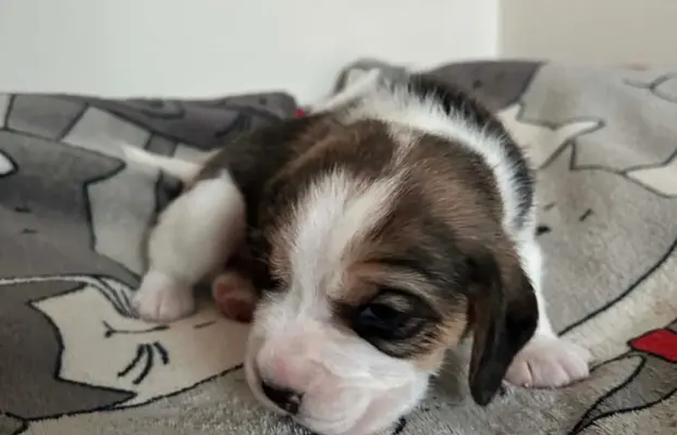 Beagle tricolor ZKwP 2