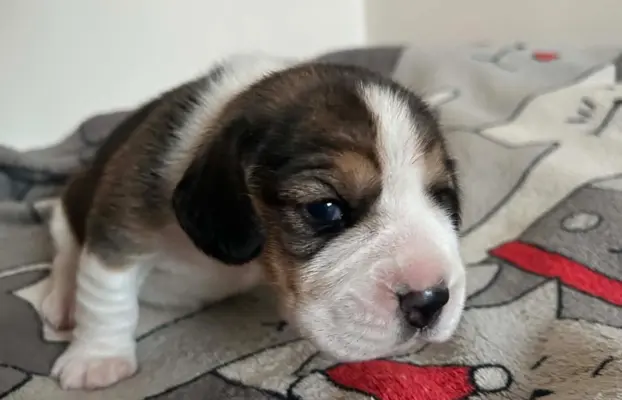 Beagle tricolor ZKwP 4