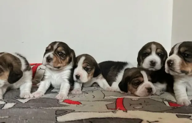 Beagle tricolor ZKwP 1