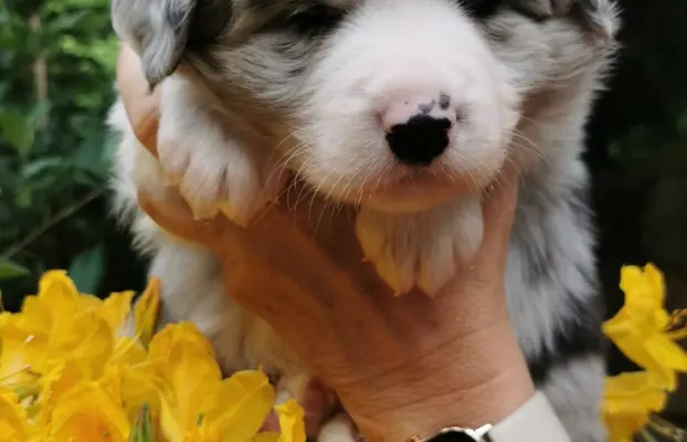Szczeniak Border Collie FCI/ ZKwP 1