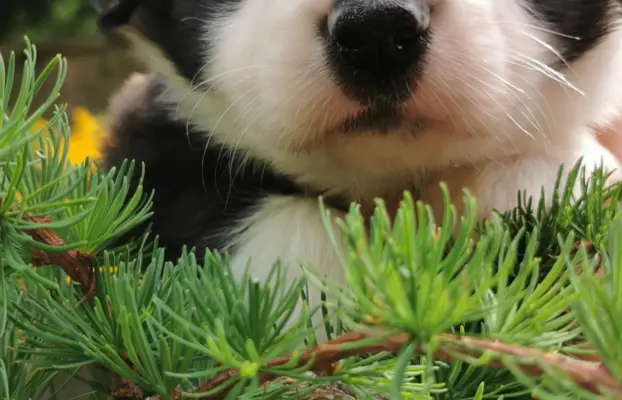 Szczeniak Border Collie FCI/ ZKwP 2