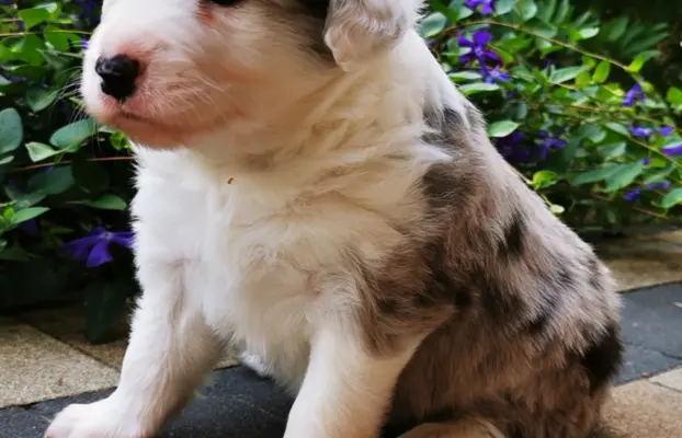 Szczeniak Border Collie FCI/ ZKwP 3