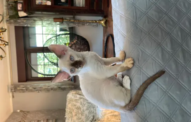Devon rex kocurek fodowod FPL 2