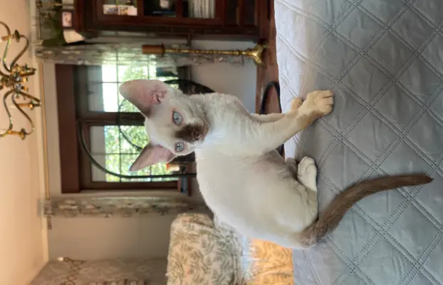 Devon rex kocurek fodowod FPL 3