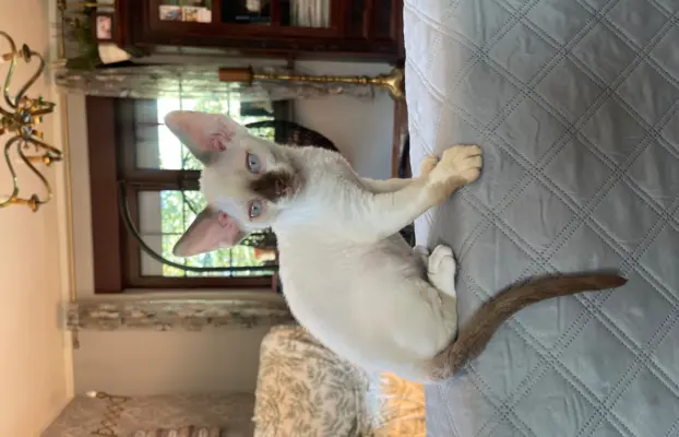 Devon rex kocurek fodowod FPL 4