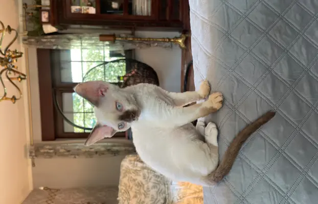 Devon rex kocurek fodowod FPL 1