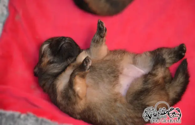 Szpic miniaturowy Pomeranian do rezerwacji. 2